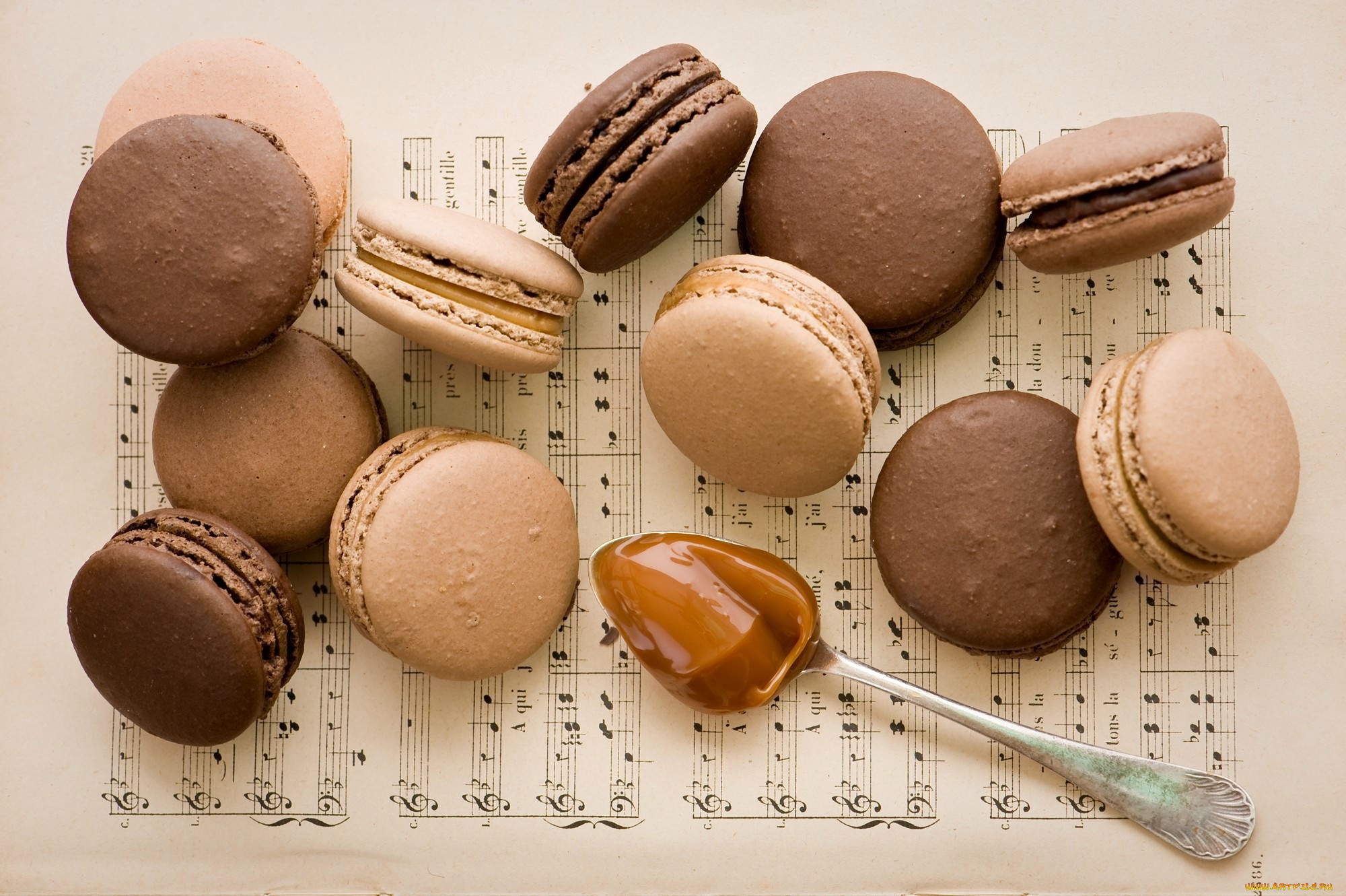 , , , , , , anna, verdina, , , , , macaron, 